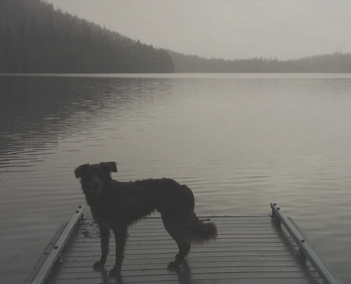 Tierkrematorium regensburg Antares Tierbestattung